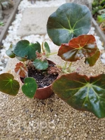 Plantas de interior y exterior - Imagen 2
