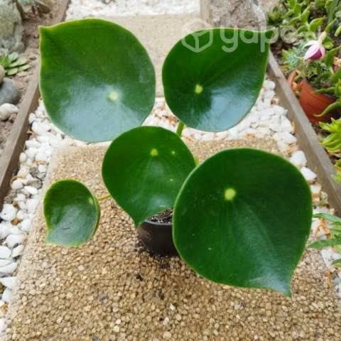 Plantas de interior y exterior