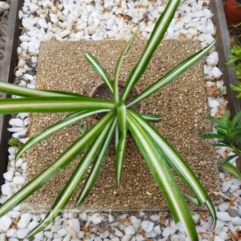 Plantas de interior y exterior - Imagen 4