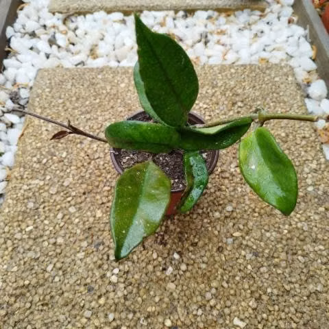 Plantas de interior y exterior - Imagen 6