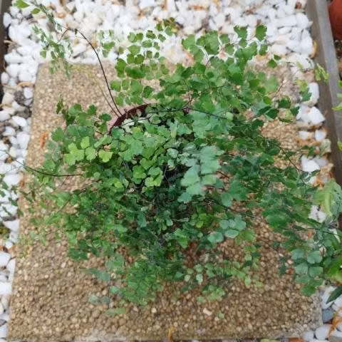 Plantas de interior y exterior - Imagen 5