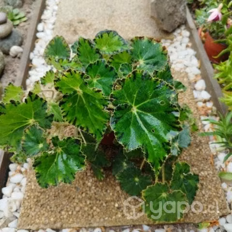 Plantas de interior y exterior - Imagen 3