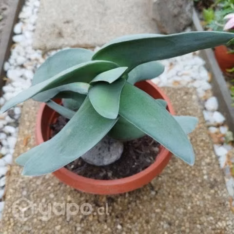 Variedad en suculentas