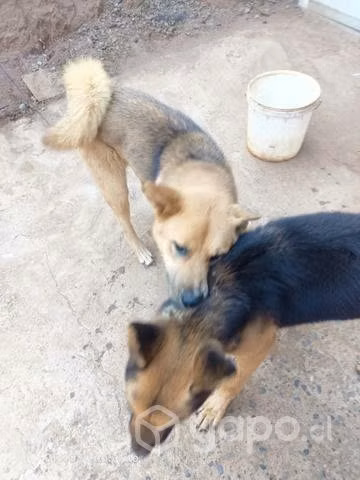 Regalo perros