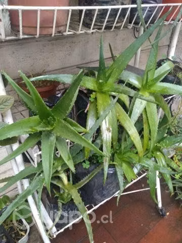 Lindas plantas de Jardin