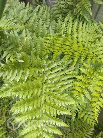 Lindas plantas de Jardin