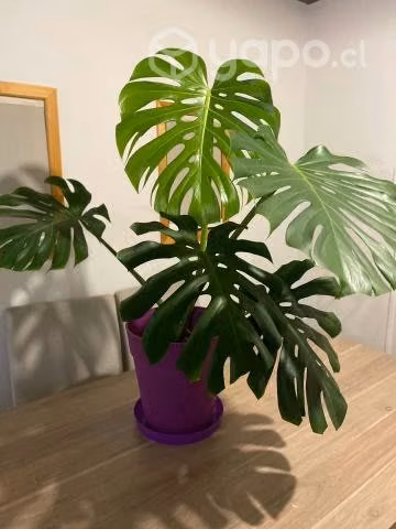 Planta Monstera Deliciosa Grande