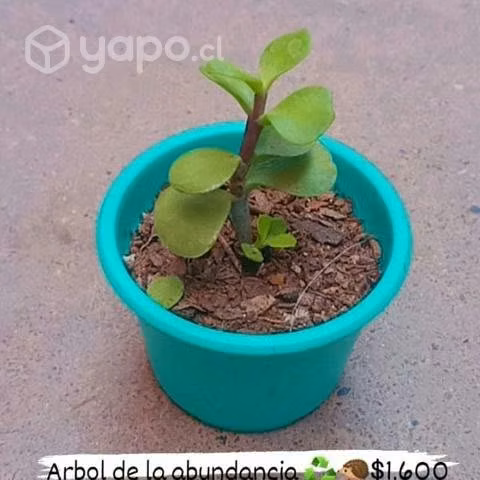 Suculentas baratas