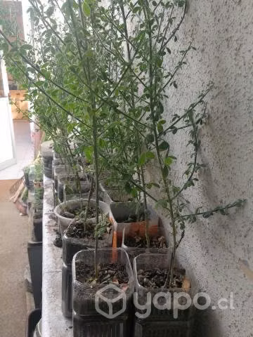 Plantas de Retamos