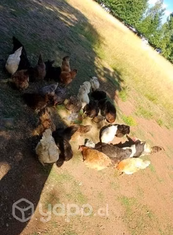 gallinas - Imagen 2