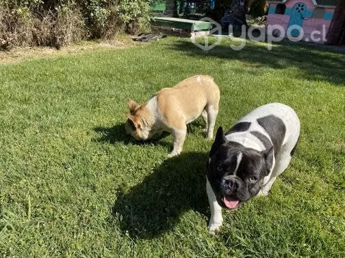 Bulldog Francés buscan novias