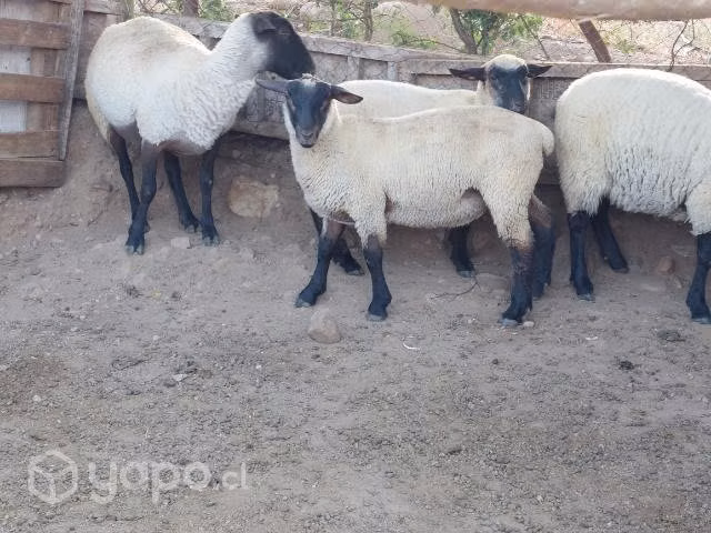 Carnerillo raza suffolk 3 meses para reproductor