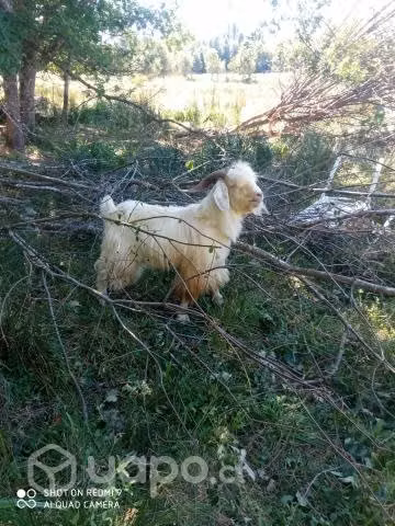 Chivos