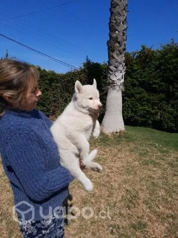 Siberianos Cachorros