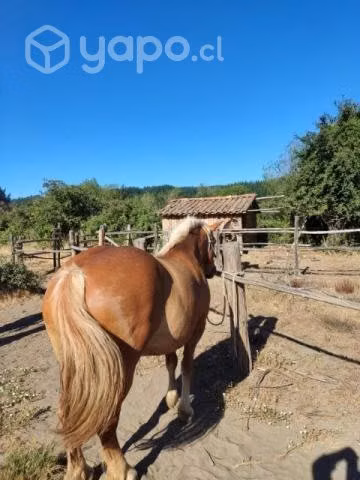 yegua mansa de tiro - Imagen 2