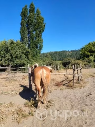 yegua mansa de tiro - Imagen 3