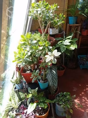 Plantas hermosas