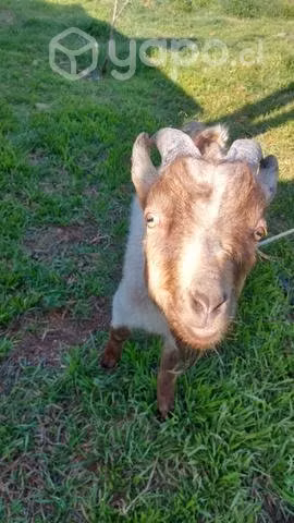Chivo/cabra Muy Lindos y tiernos