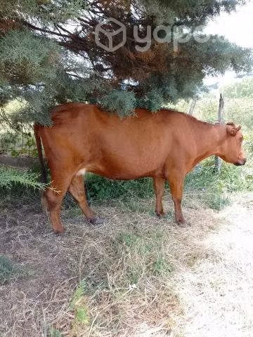 Vacas preñadas, valor por las dos