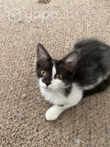 Gatita en adopción