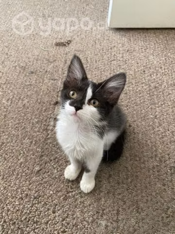 Gatita en adopción