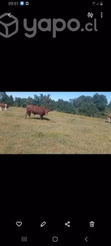 toro de 3 años