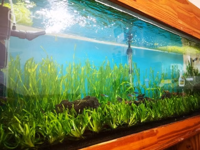 Acuario 160 litros 250.000 - Imagen 4