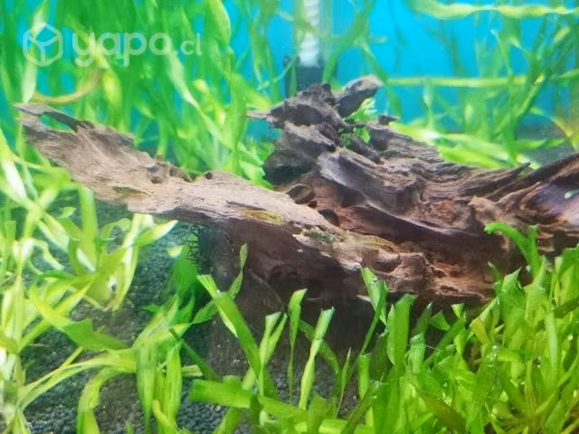 Acuario 160 litros 250.000 - Imagen 2