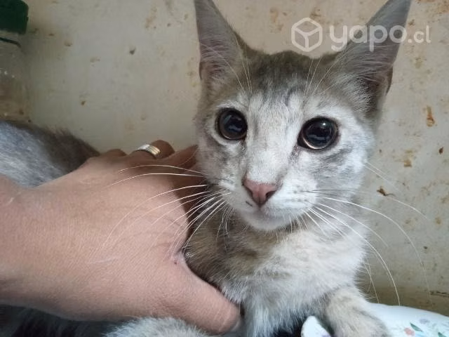 Se regalan gatitos cachorros