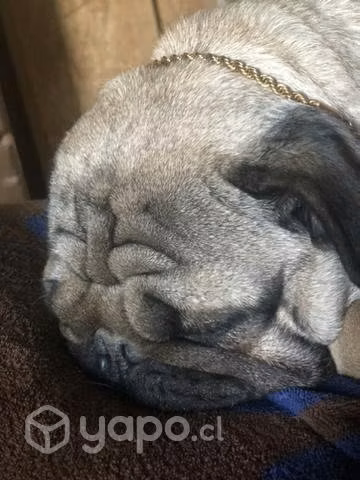 Cruza para mi perro - Imagen 2