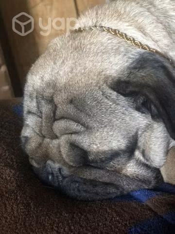 Cruza para mi perro - Imagen 5