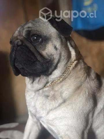 Cruza para mi perro - Imagen 3
