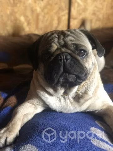 Cruza para mi perro - Imagen 4