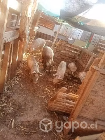 Lote de 12 chanchos
