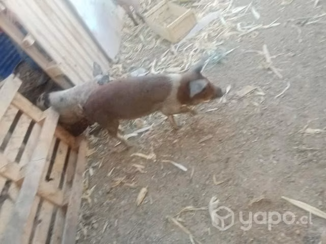 Lote de 12 chanchos