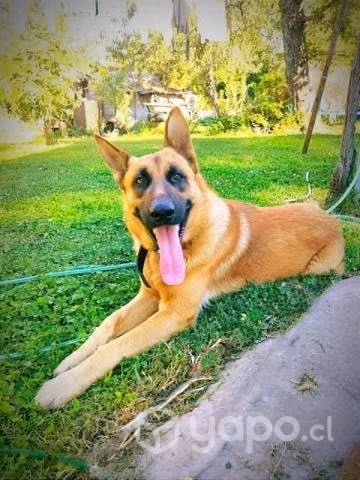 Se busca novia