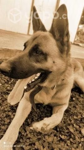 Se busca novia