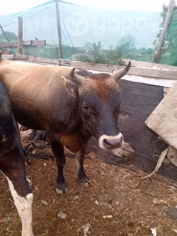 Lindo toro raza jersey
