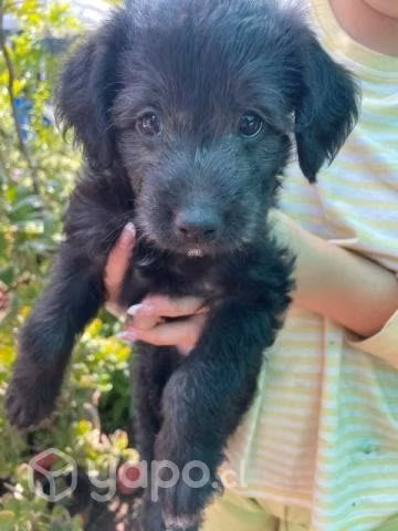 Se regalan cachorritos, un mes y medio, muy juguet