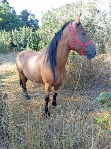 llegua mansa