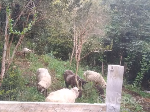 Las últimas ovejas - Imagen 2