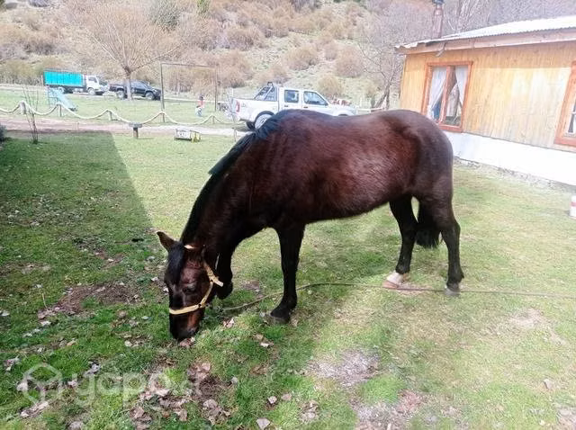 Caballos mansos - Imagen 2