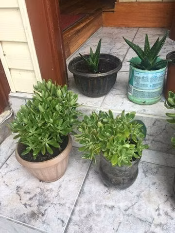 Plantas de aloe vera y bálsamo