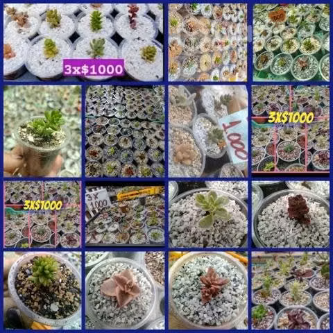 Suculentas desde 3x$1000