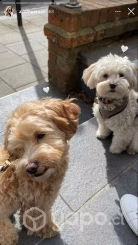 Paseadora de perritos