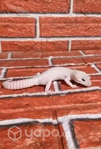 Gecko macho y hembra