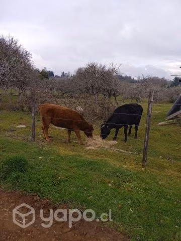 Vaca