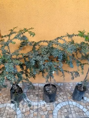 Araucarias