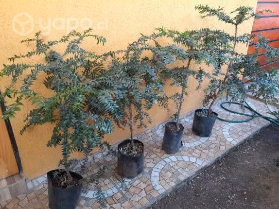 Araucarias