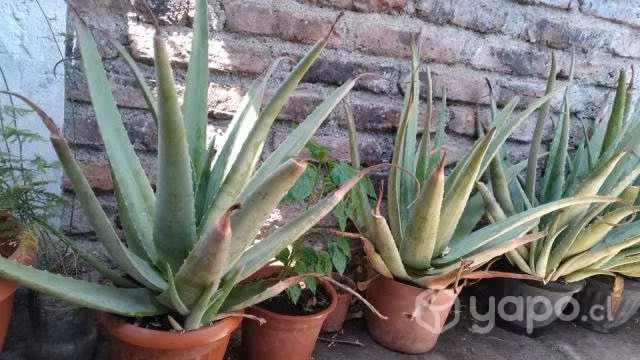 Aloe Vera Barbadensis Miller